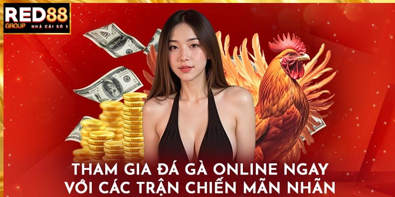 Trực tiếp đá gà sống động và sắc nét cùng các trận chiến mãn nhãn